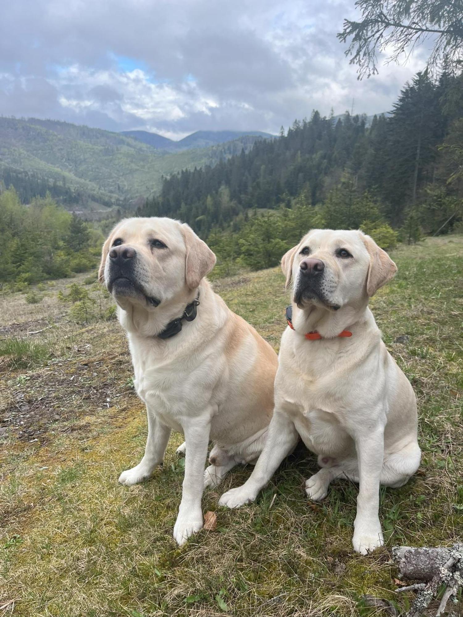 Penzion Pod Guglom Mlynky Exteriér fotografie